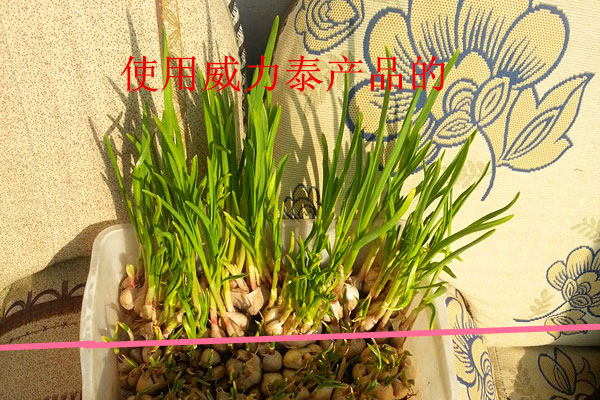 大蒜实地照