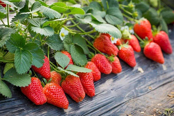 草莓棚